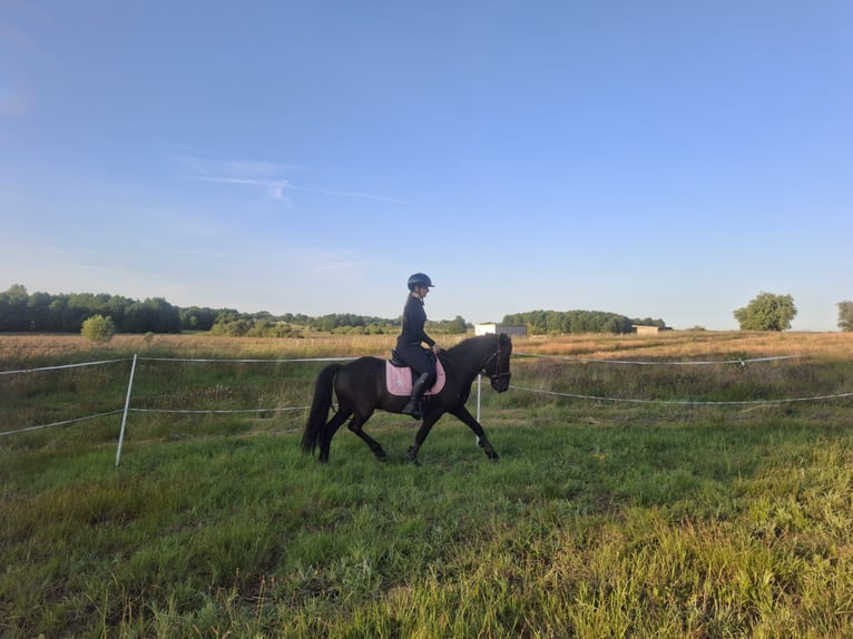 Islandais Hongre 10 Ans 140 cm Noir in Drozdowo