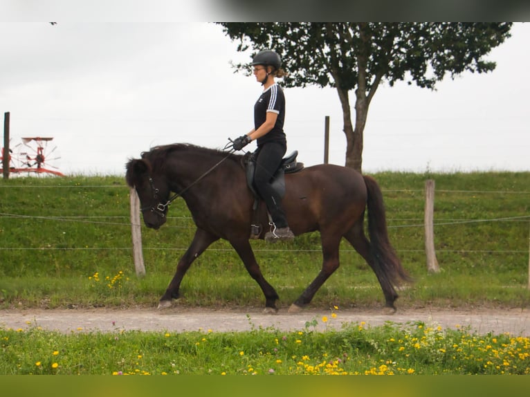 Islandais Hongre 10 Ans 142 cm Noir in Pfalzgrafenweiler