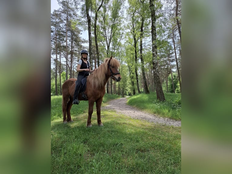 Islandais Hongre 10 Ans 143 cm Alezan brûlé in Straelen