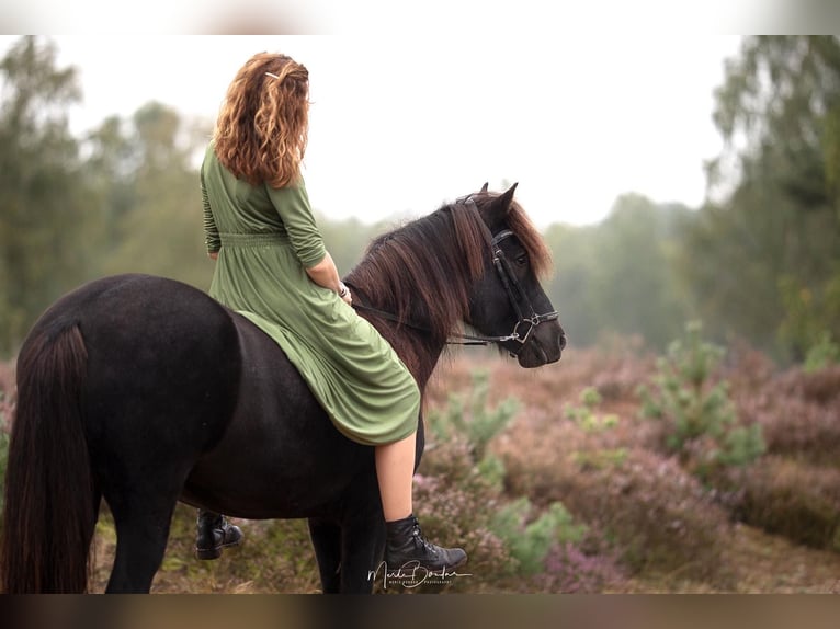 Islandais Hongre 10 Ans 147 cm Noir in Rastede