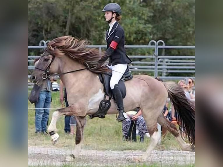 Islandais Hongre 10 Ans 147 cm Pinto in Fürstenfeldbruck