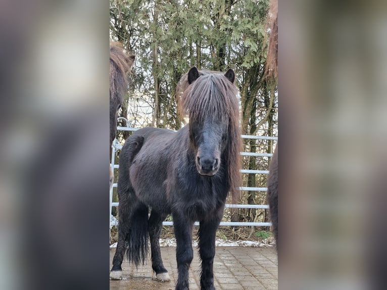 Islandais Hongre 10 Ans 148 cm Bai brun foncé in Friedberg