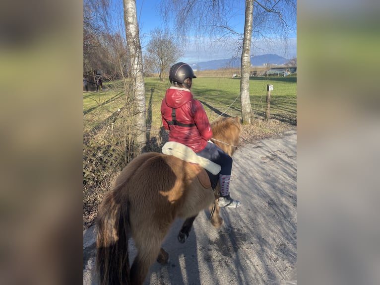 Islandais Hongre 11 Ans 134 cm Isabelle in Höchst