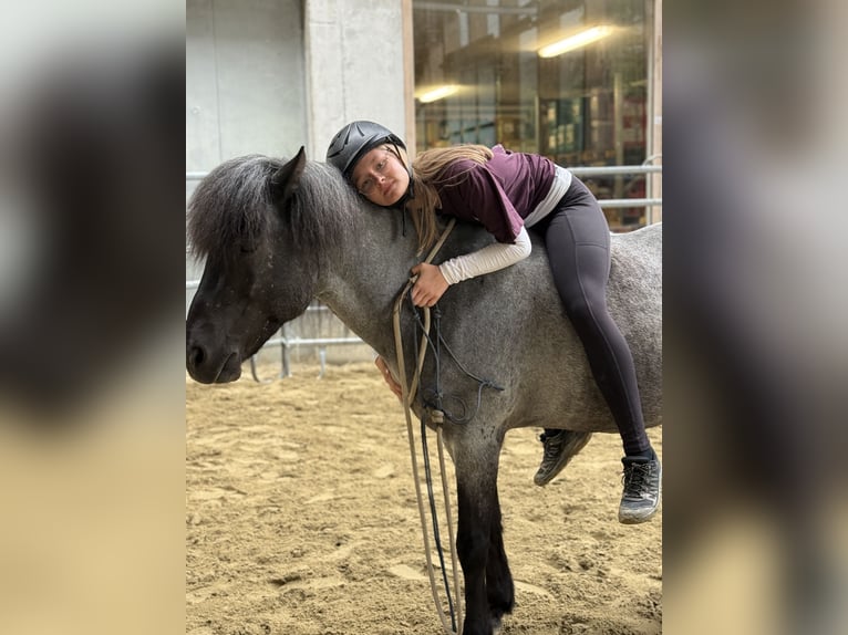 Islandais Hongre 11 Ans 135 cm Rouan Bleu in Sonntag