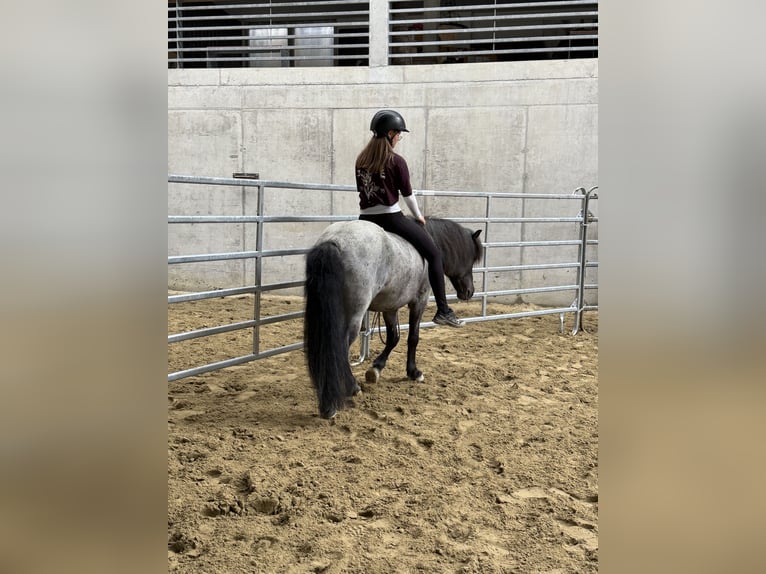 Islandais Hongre 11 Ans 135 cm Rouan Bleu in Sonntag