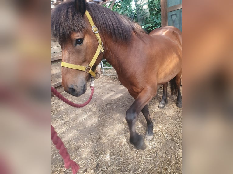 Islandais Hongre 11 Ans 138 cm Bai in Neuendorf