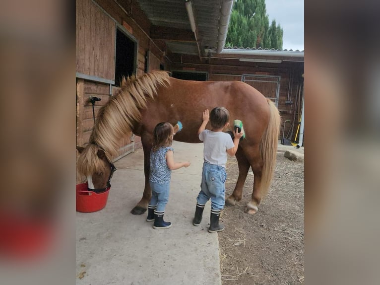 Islandais Hongre 11 Ans 139 cm Alezan in Condécourt