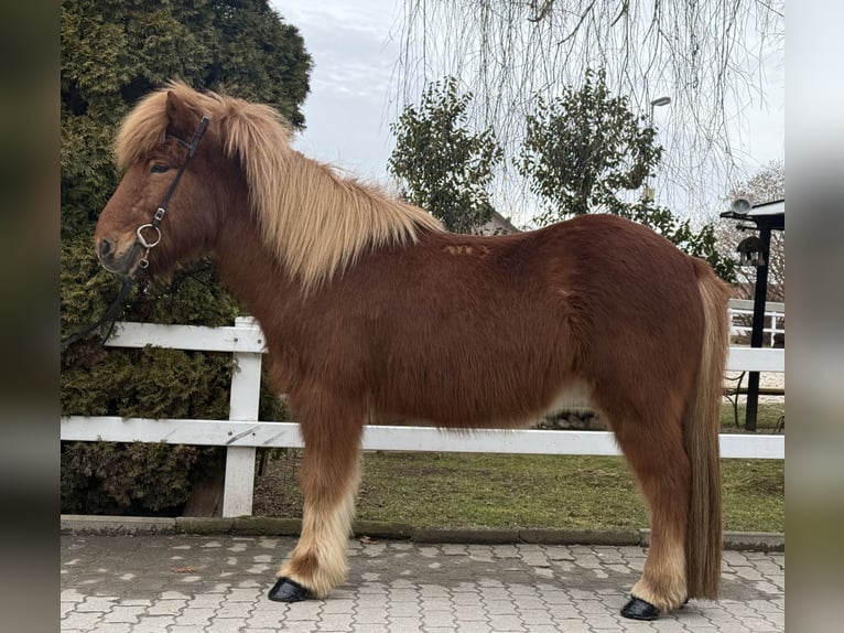 Islandais Hongre 11 Ans 139 cm Alezan in Lochen am See