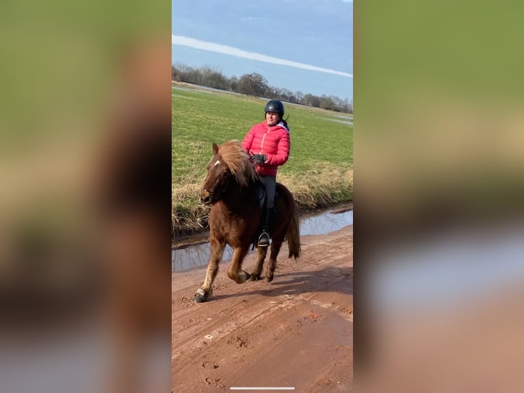 Islandais Hongre 11 Ans 140 cm Alezan brûlé in Bremen