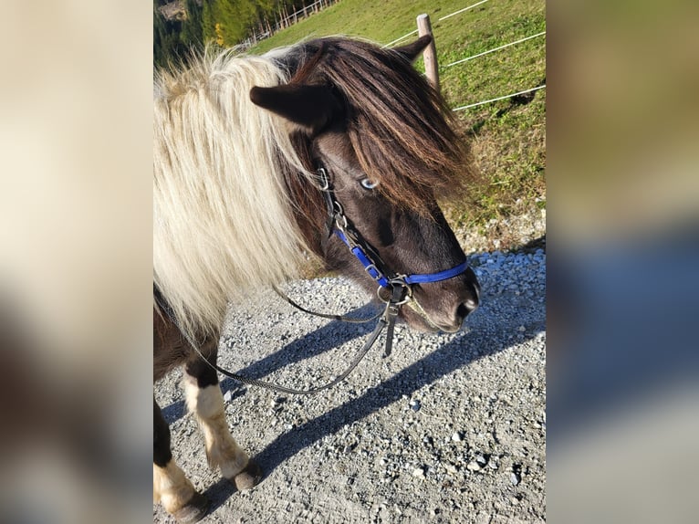 Islandais Hongre 11 Ans 140 cm Pinto in Mariapfarr