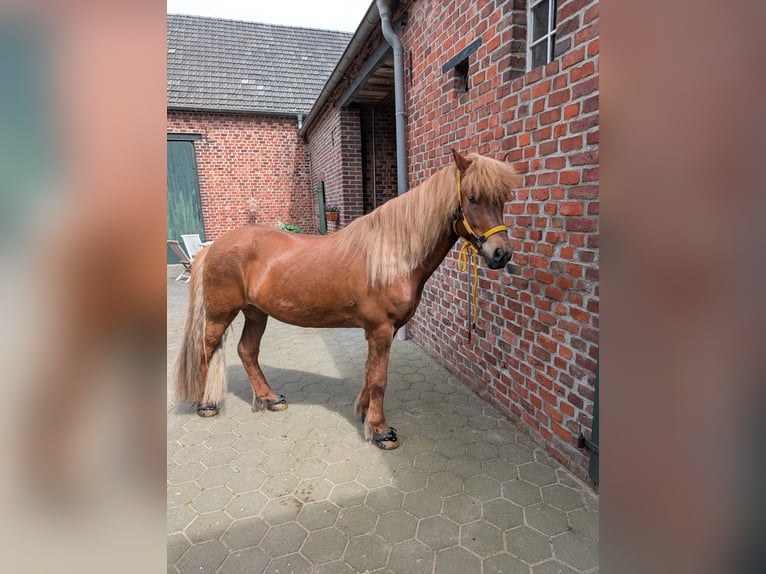 Islandais Hongre 11 Ans 143 cm Alezan brûlé in Straelen