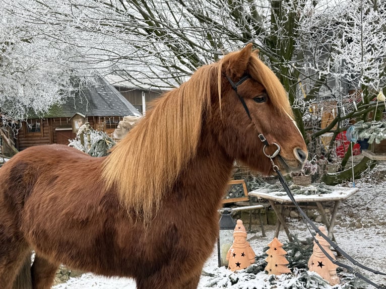 Islandais Hongre 11 Ans 145 cm Alezan in Lochen am See