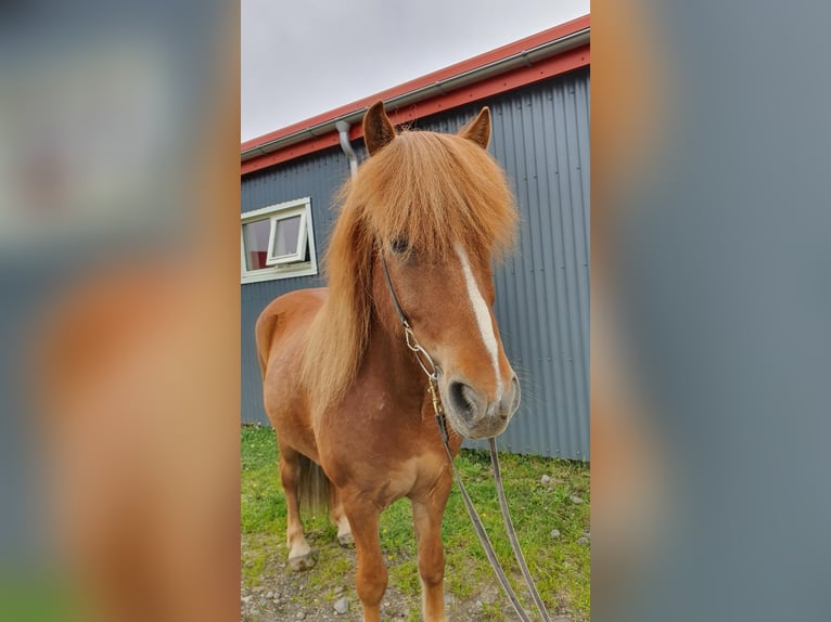 Islandais Hongre 11 Ans 145 cm Alezan in Lochen am See