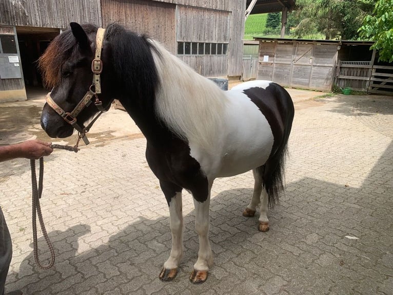 Islandais Hongre 11 Ans 145 cm Pinto in Osterfingen