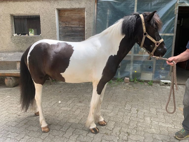Islandais Hongre 11 Ans 145 cm Pinto in Osterfingen