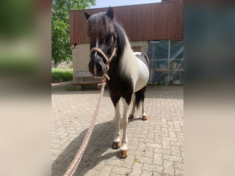Islandais Hongre 11 Ans 145 cm Pinto in Osterfingen