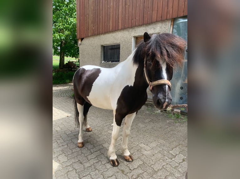 Islandais Hongre 11 Ans 145 cm Pinto in Osterfingen