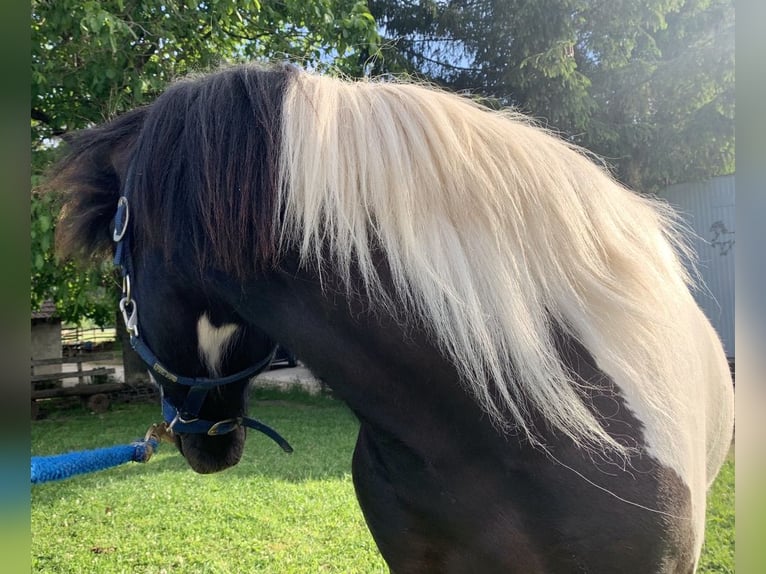 Islandais Hongre 11 Ans 145 cm Pinto in Osterfingen