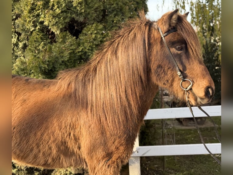 Islandais Hongre 11 Ans 146 cm Bai in Lochen am See