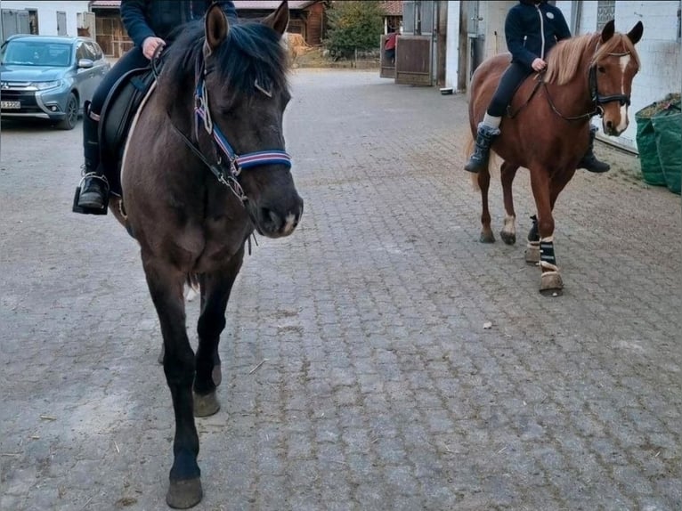 Islandais Croisé Hongre 11 Ans 151 cm Noir in Bergen