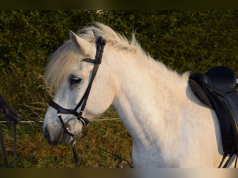 Islandais Hongre 11 Ans Gris in Marburg