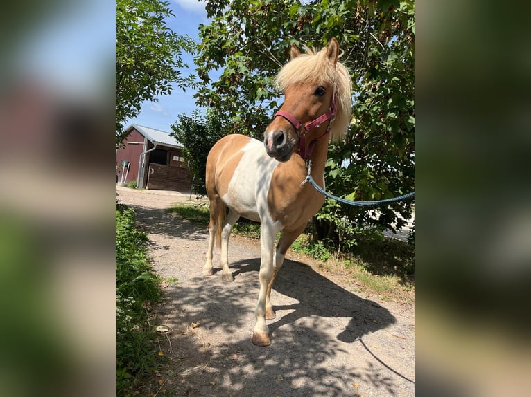 Islandais Hongre 11 Ans Pinto in Bruchsal