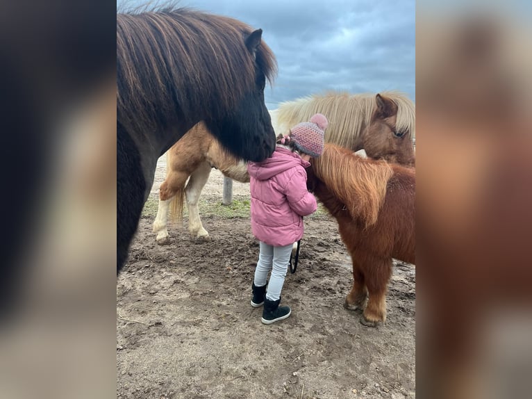Islandais Hongre 11 Ans Pinto in Bruchsal