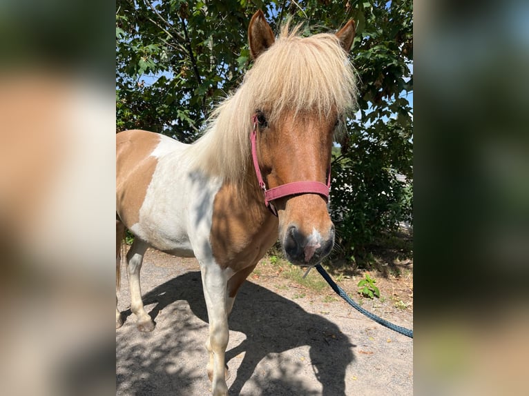 Islandais Hongre 11 Ans Pinto in Bruchsal