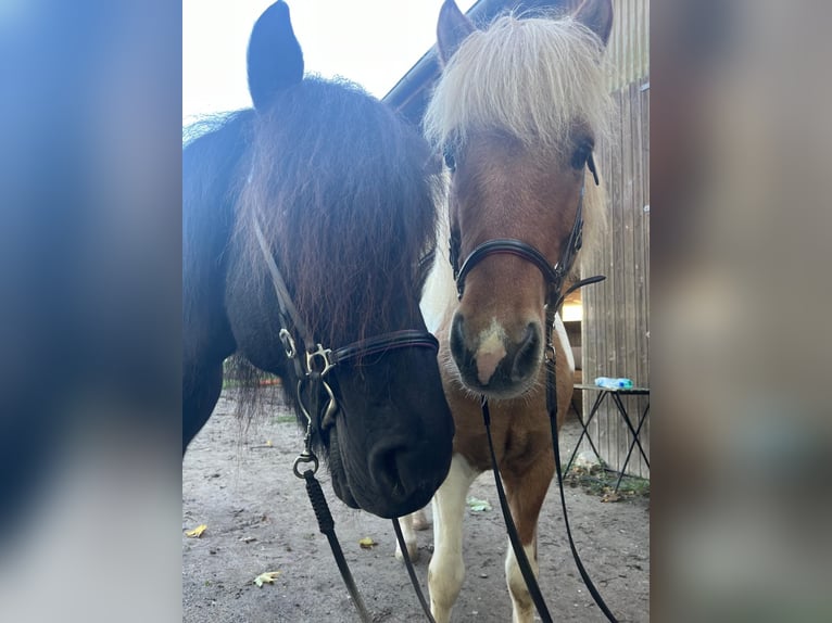 Islandais Hongre 11 Ans Pinto in Bruchsal
