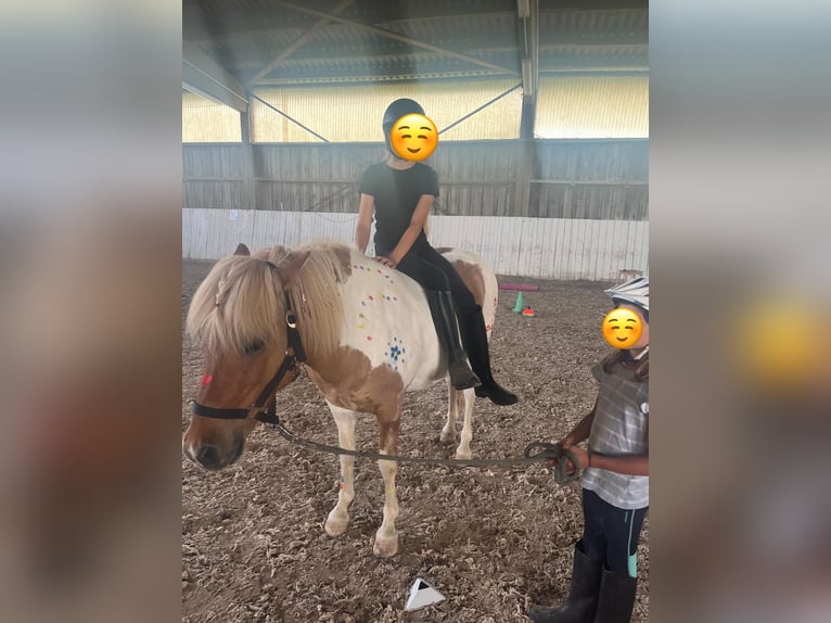 Islandais Hongre 11 Ans Pinto in Bruchsal