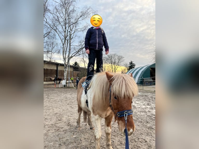 Islandais Hongre 11 Ans Pinto in Bruchsal