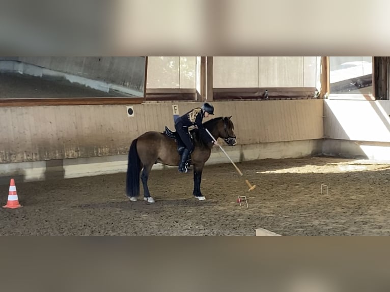 Islandais Hongre 12 Ans 135 cm Bai in Zwingenberg
