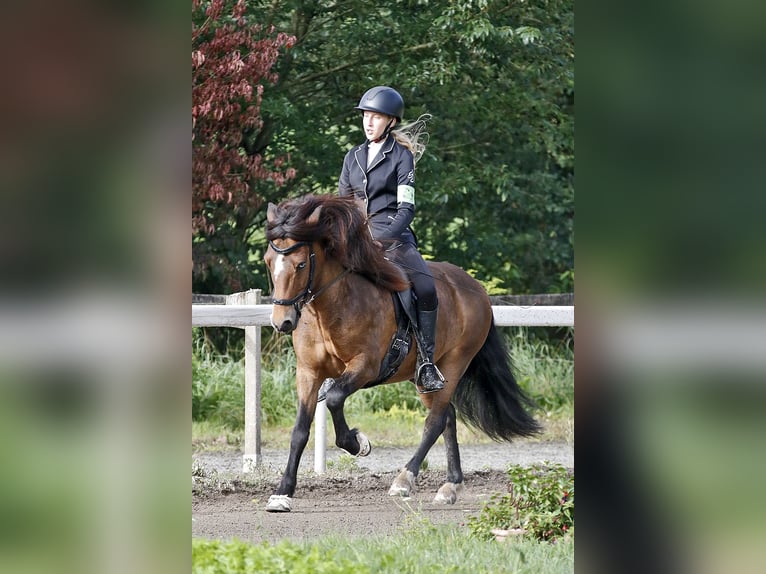 Islandais Hongre 12 Ans 135 cm Bai in Zwingenberg