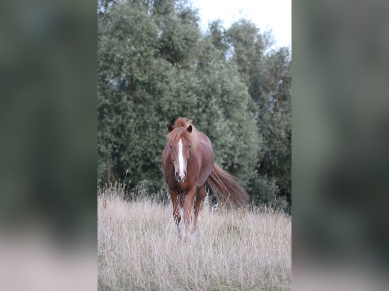 Islandais Hongre 12 Ans 136 cm Alezan in M&#xF6;llenhagen