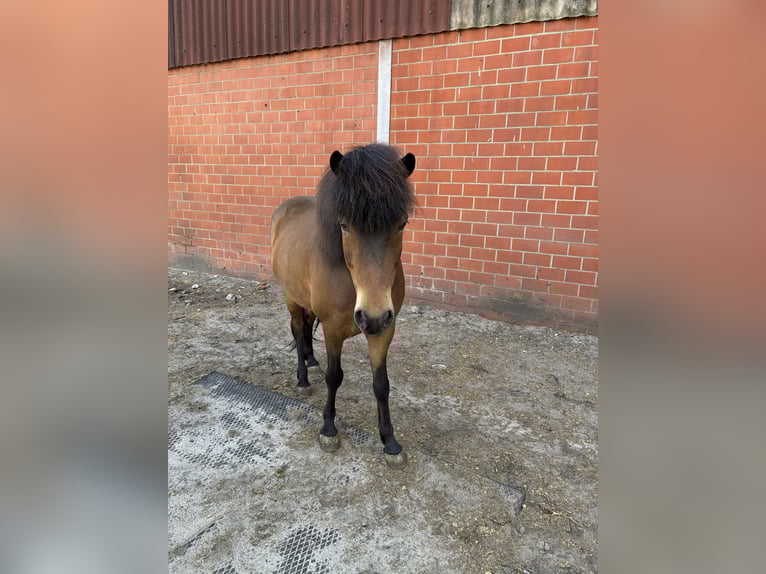 Islandais Hongre 12 Ans 136 cm Bai in Hohne