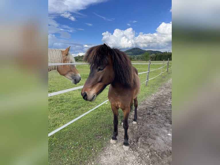 Islandais Hongre 12 Ans 136 cm Bai in Salzburg