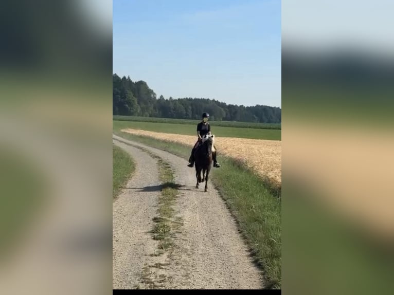 Islandais Hongre 12 Ans 140 cm  in Holzgünz