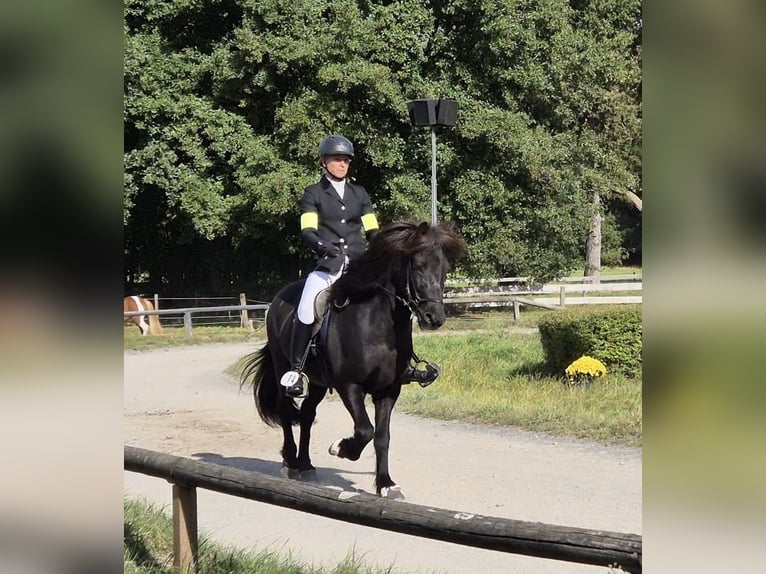Islandais Hongre 12 Ans 140 cm Noir in Schwarmstedt