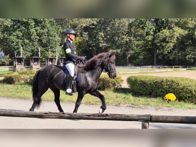 Islandais Hongre 12 Ans 140 cm Noir in Schwarmstedt