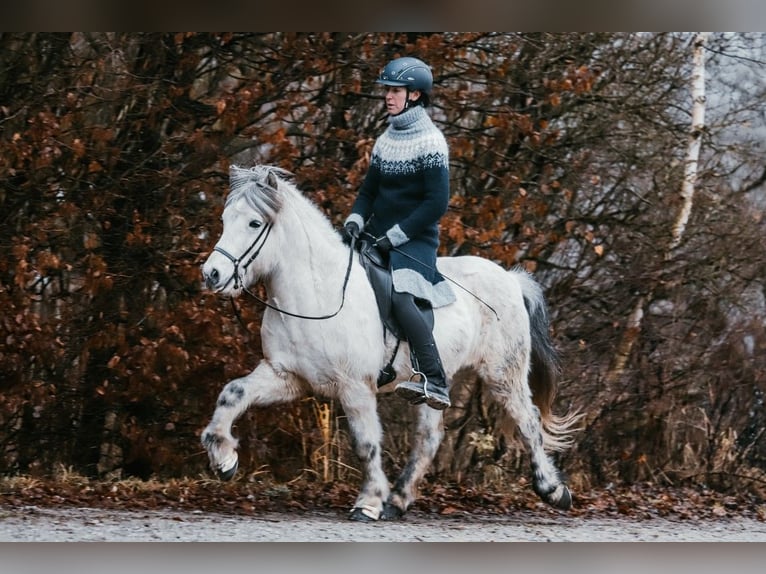 Islandais Hongre 12 Ans 144 cm Gris in Taufkirchen an der Trattnach