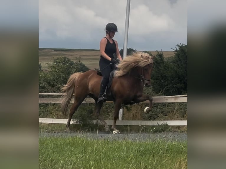 Islandais Hongre 12 Ans 146 cm Alezan in Wehrheim