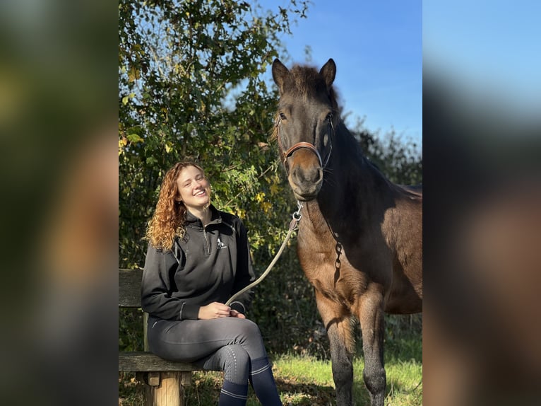 Islandais Hongre 12 Ans 147 cm Bai in RosenbergRosenberg