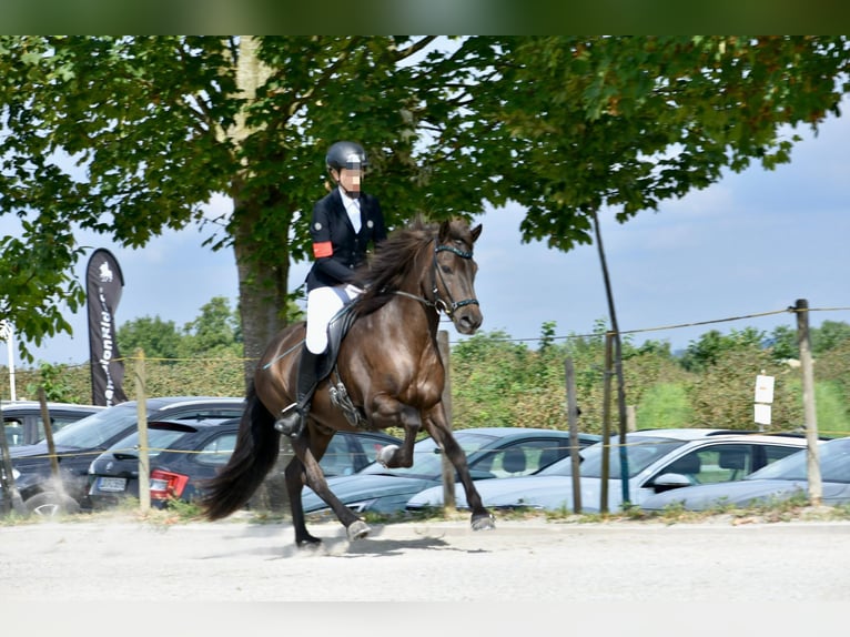Islandais Hongre 12 Ans 150 cm Noir in Holzgerlingen