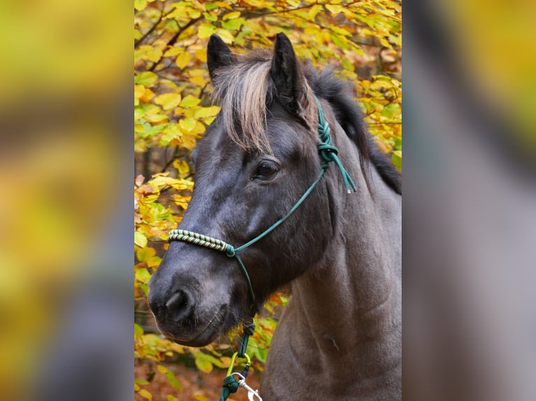 Islandais Hongre 12 Ans 150 cm Noir in Holzgerlingen