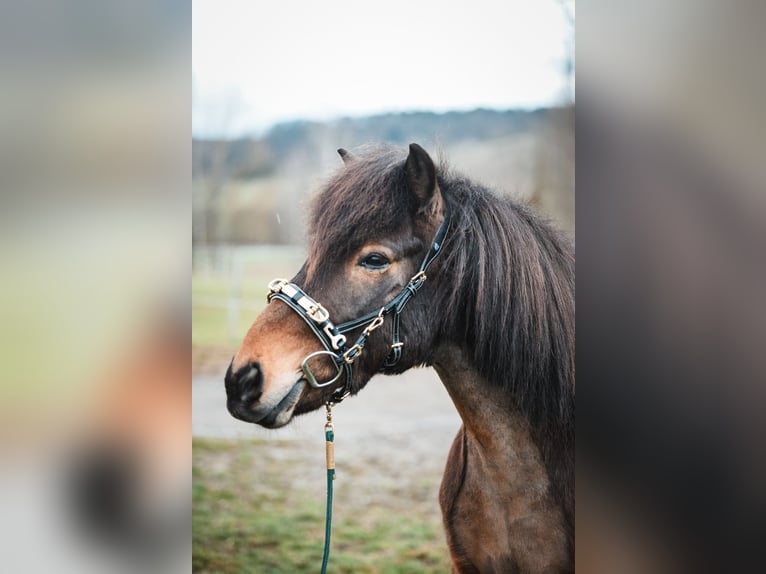 Islandais Hongre 12 Ans Bai in Basel