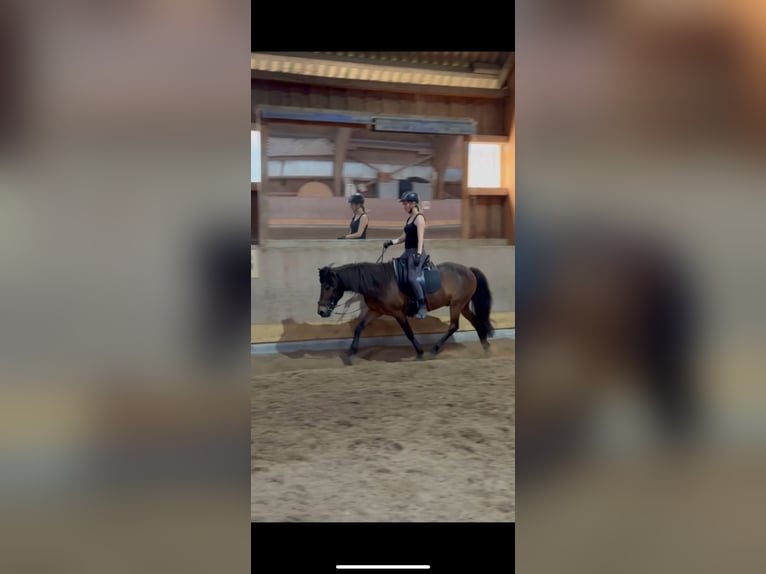 Islandais Hongre 12 Ans Bai in Basel