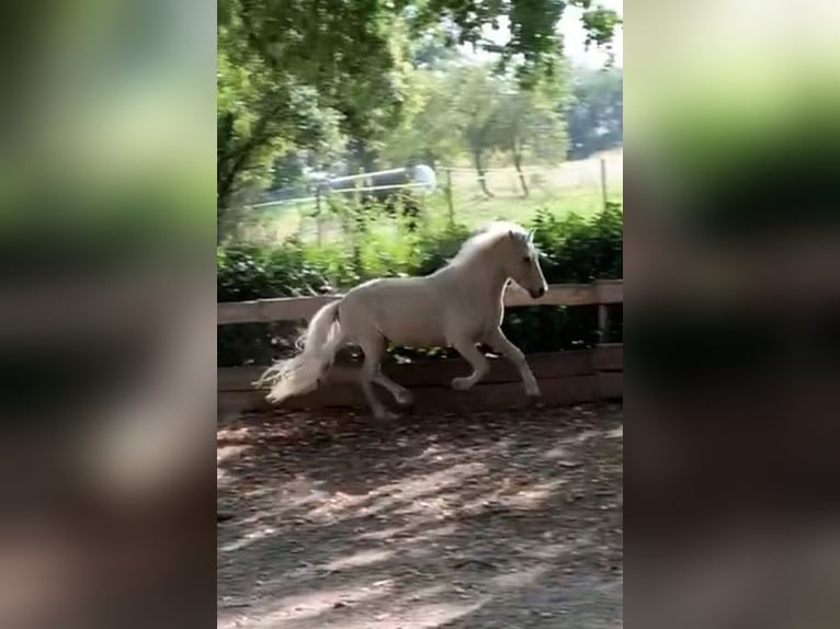 Islandais Hongre 13 Ans 130 cm Palomino in Königswinter