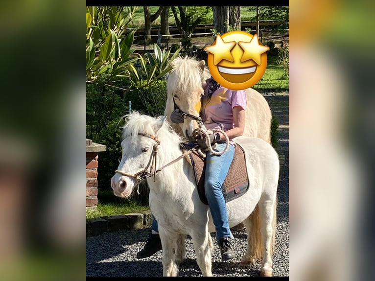 Islandais Hongre 13 Ans 130 cm Palomino in Königswinter