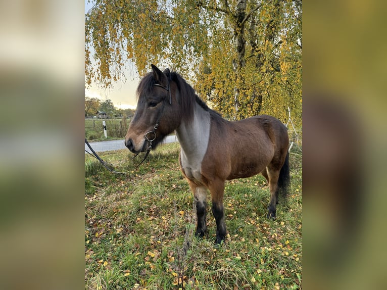 Islandais Hongre 13 Ans 138 cm Bai in Neuenkirchen