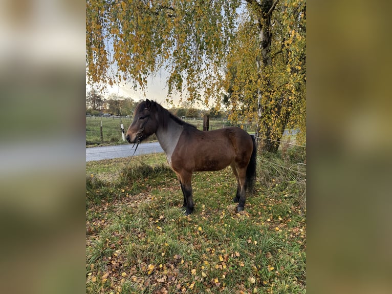 Islandais Hongre 13 Ans 138 cm Bai in Neuenkirchen